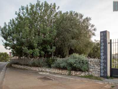Giungiamo infine all�antichissimo casale fortificato di Balsignano, accanto al quale sorge un altro carrubo: � pi� giovane ma non meno maestoso e florido
